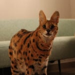 Illegally-kept wild African cat goes to Costa Blanca rescue centre after family 'can't cope' with their exotic pet