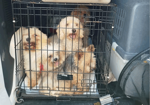 Illegal puppy farm with poodles and Yorkies is found inside urine and excrement-infested Valencia home