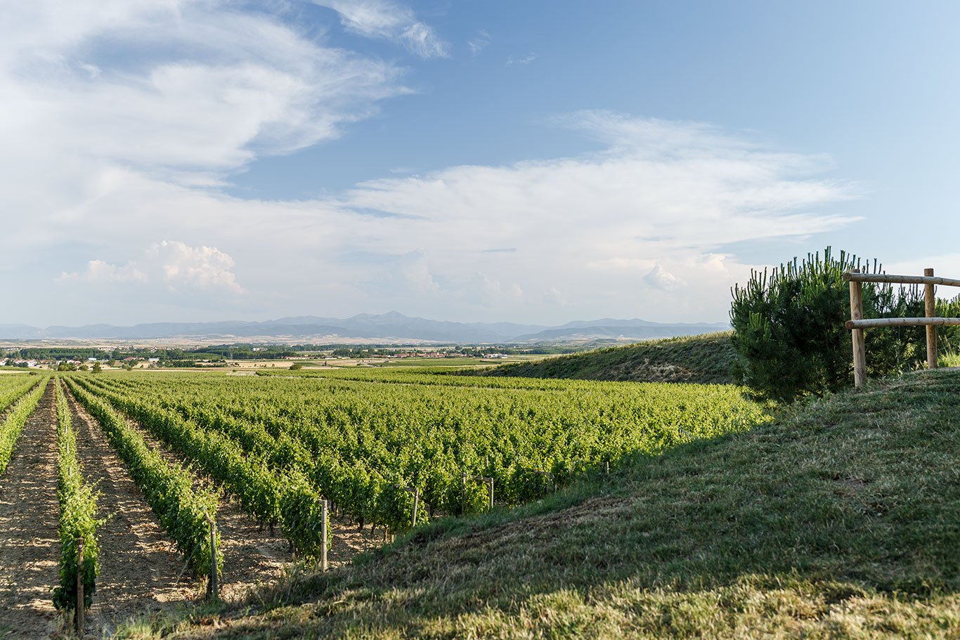 Gastronomy lovers should check out these certified wine routes running through the heart of Spain