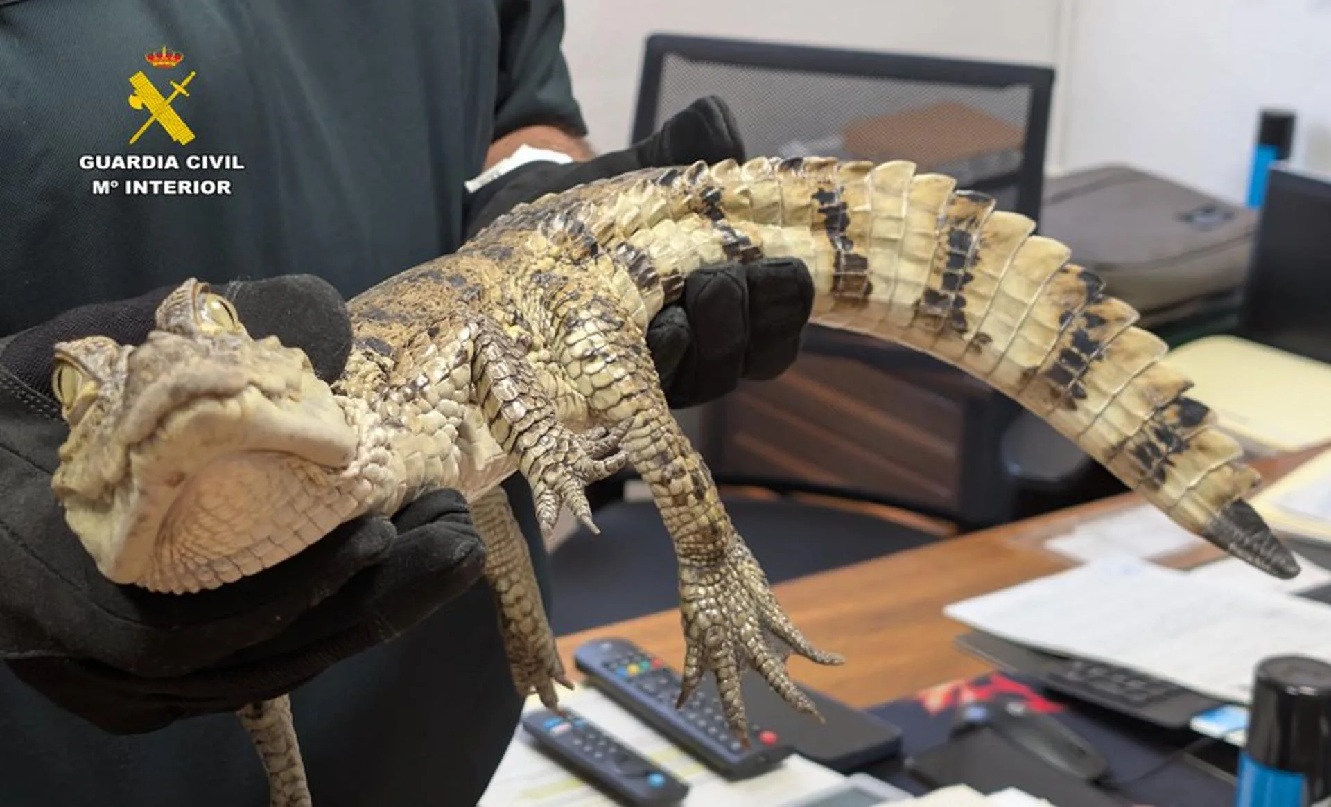 Exotic alligator is rescued from reservoir after being dumped by owners in Spain