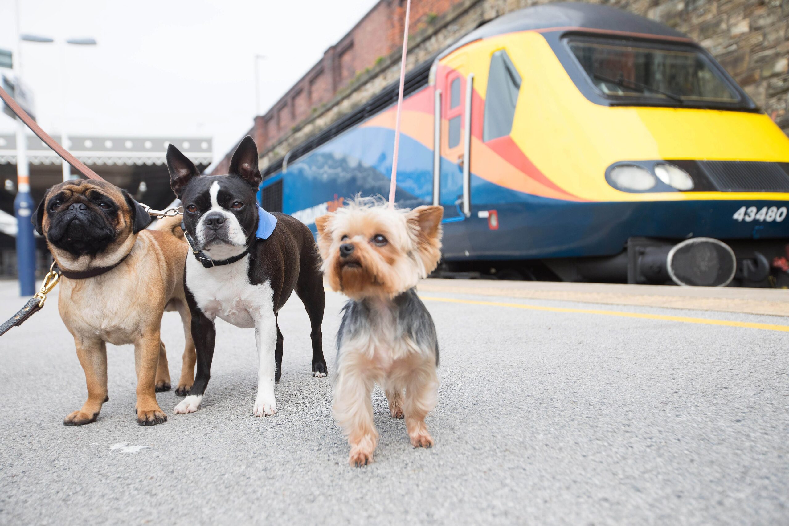 Spain branded ‘the great exception’ of dog-friendly countries in Europe for public transport ban – do YOU agree?
