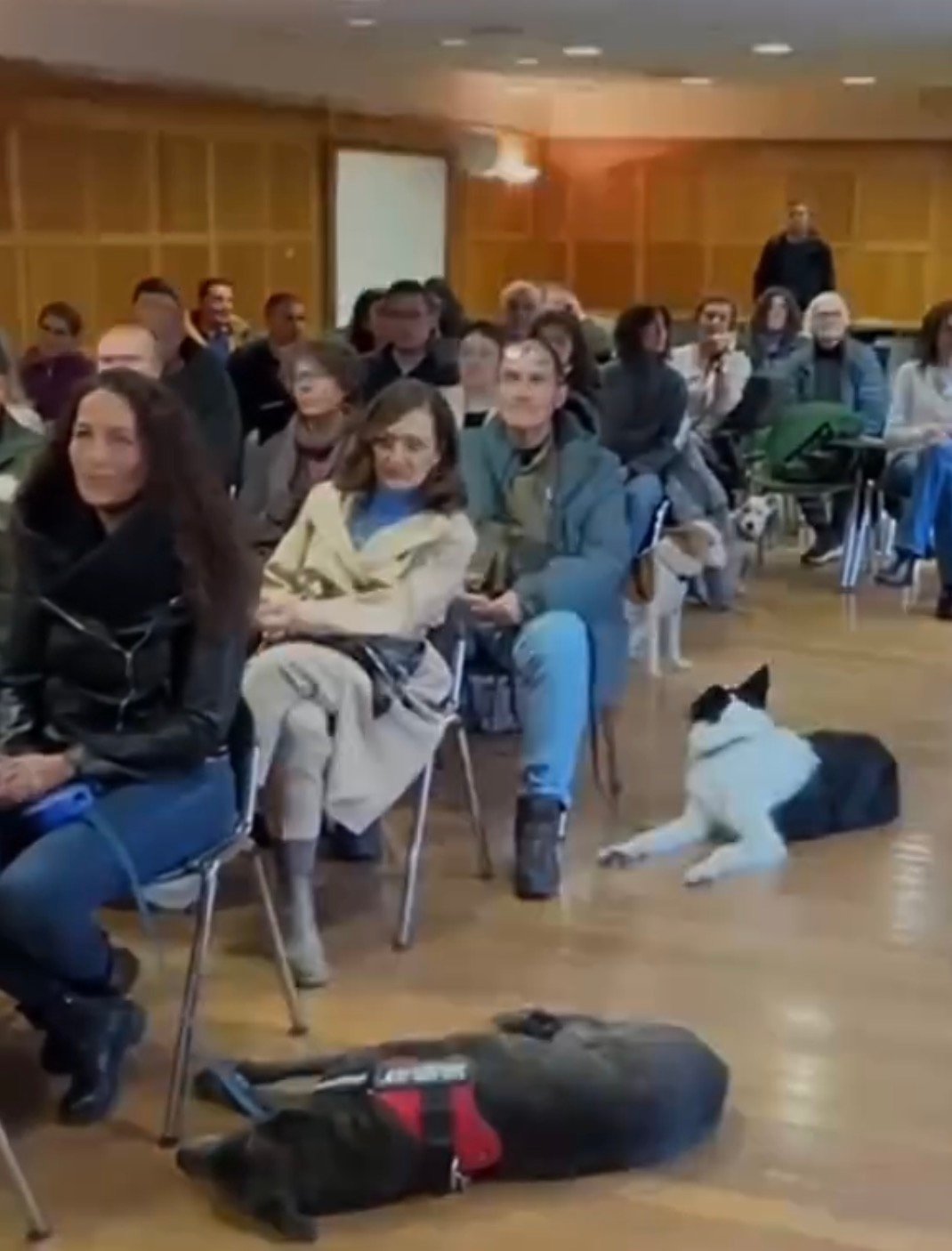 Medical breakthrough as dogs trained in Spain detect cancer with 99.9% accuracy