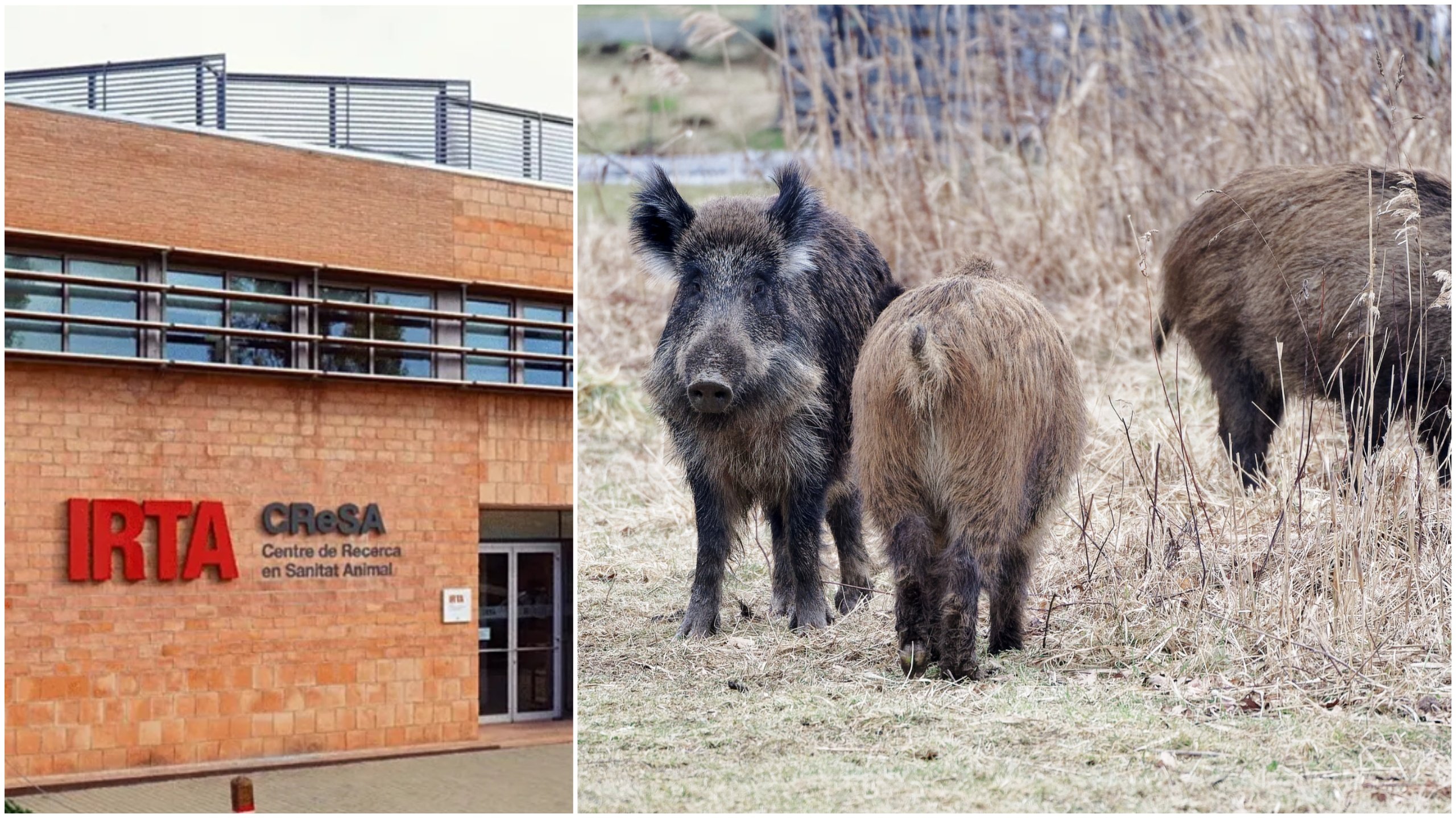 High-security lab NOT to blame for Spain’s African swine fever outbreak as infected wild boar numbers climb