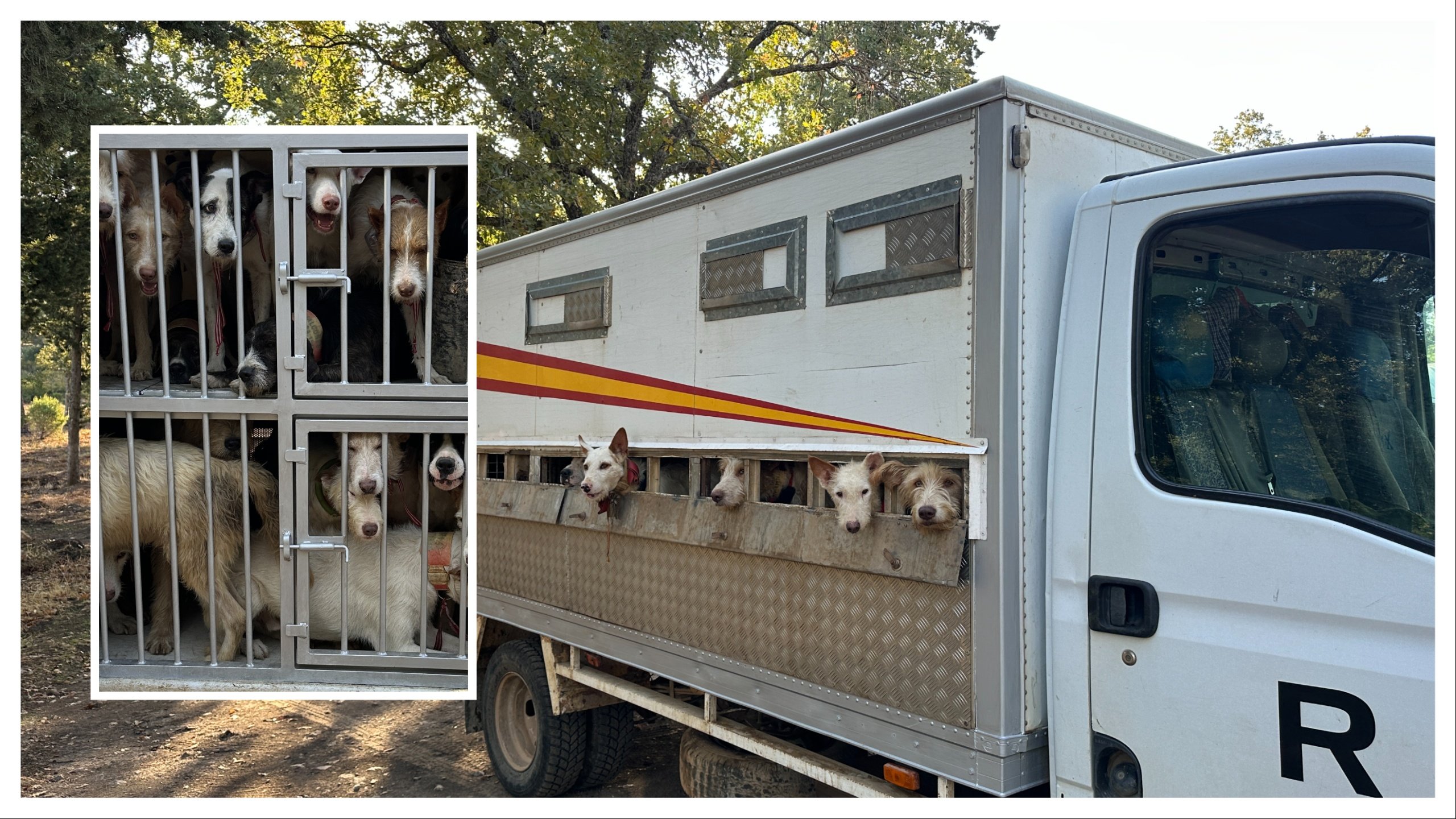 EXCLUSIVE: Disturbing footage shows Spanish hunting dogs in cages – as their grim fate at end of hunting season is revealed