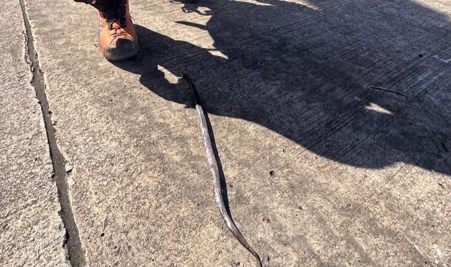 Hiker, 72, is bitten by snake and goes into anaphylactic shock – helicopter airlifts him to hospital in Spain