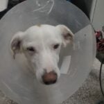 Man convicted of animal cruelty after cameras caught him spraying acid at neighbour's barking dog in Spain