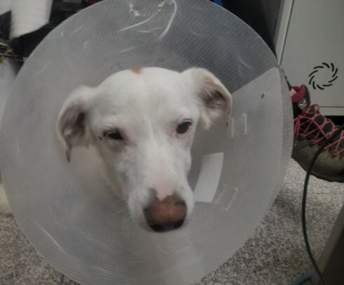 Man convicted of animal cruelty after cameras caught him spraying acid at neighbour's barking dog in Spain