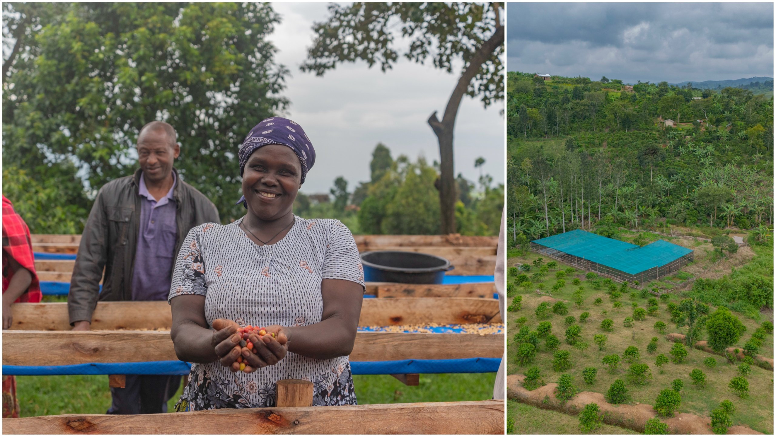 Introducing Ugandan coffee: The sustainable sip for the Madrid Coffee Festival 2026