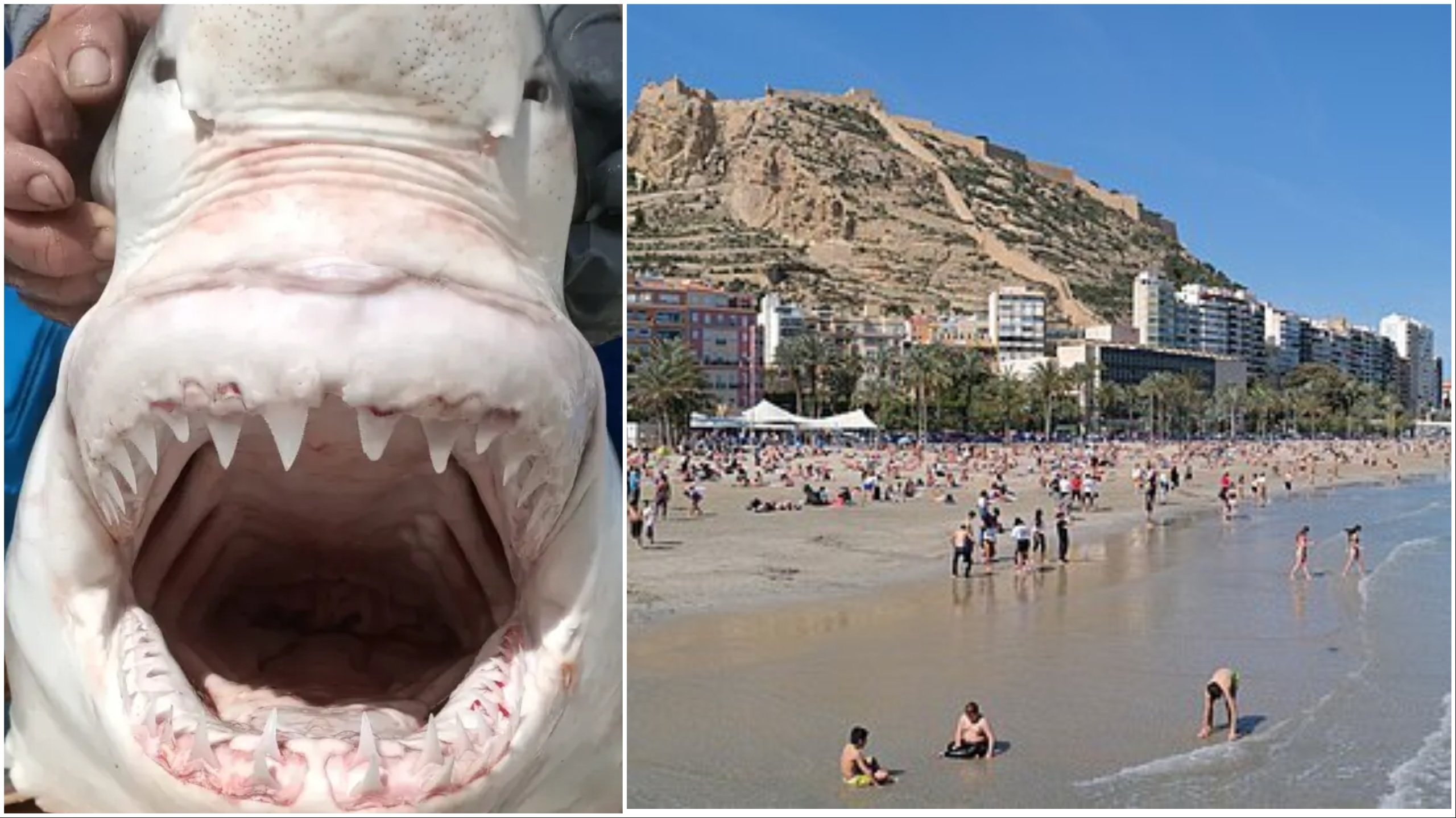 WATCH: Great white sharks confirmed in Spanish waters after juvenile is caught off Alicante coast