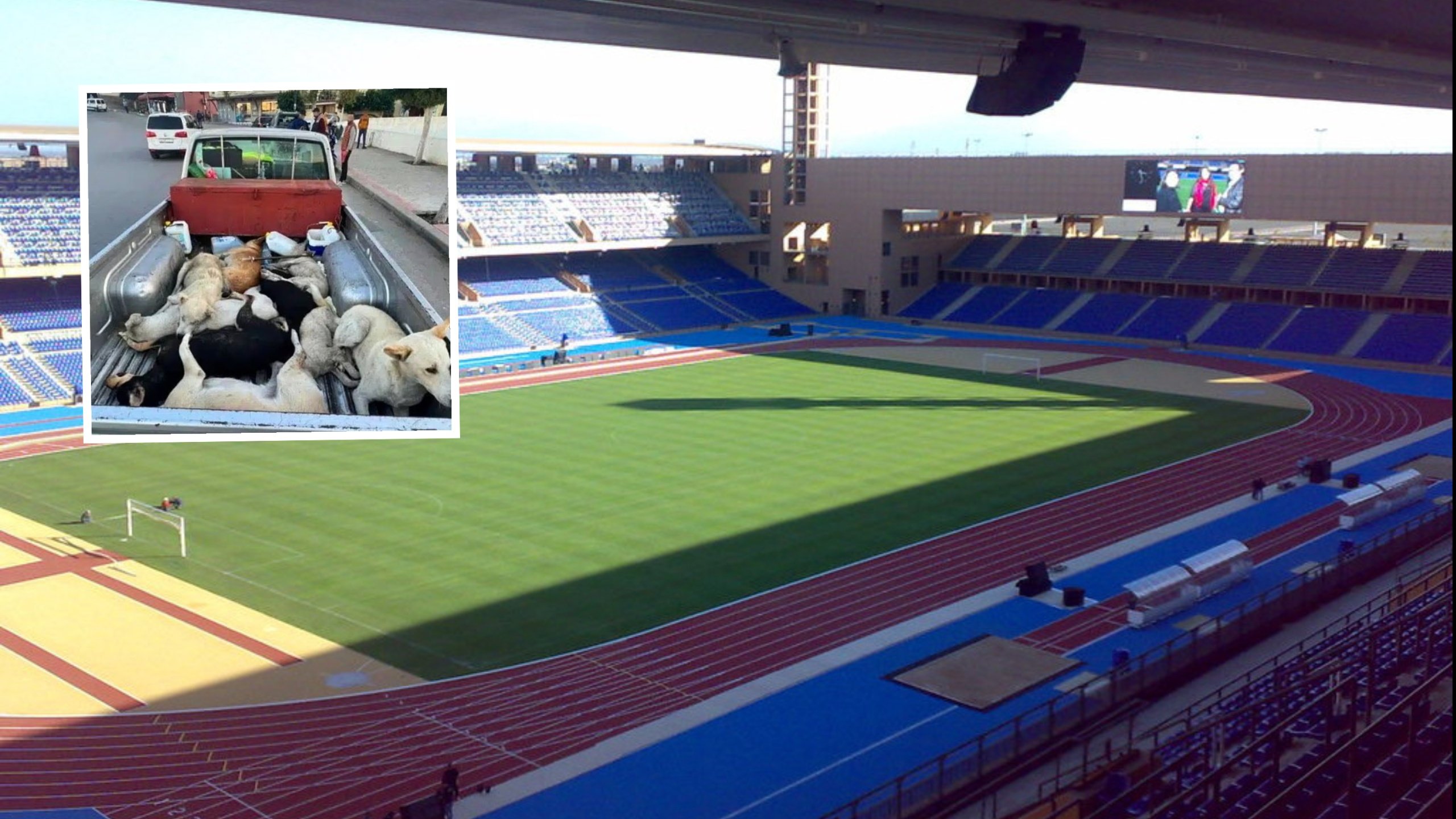 Anger boils over as Spain’s 2030 World Cup co-hosts accused of ‘preparing massacre of three million stray dogs’ before beginning of tournament