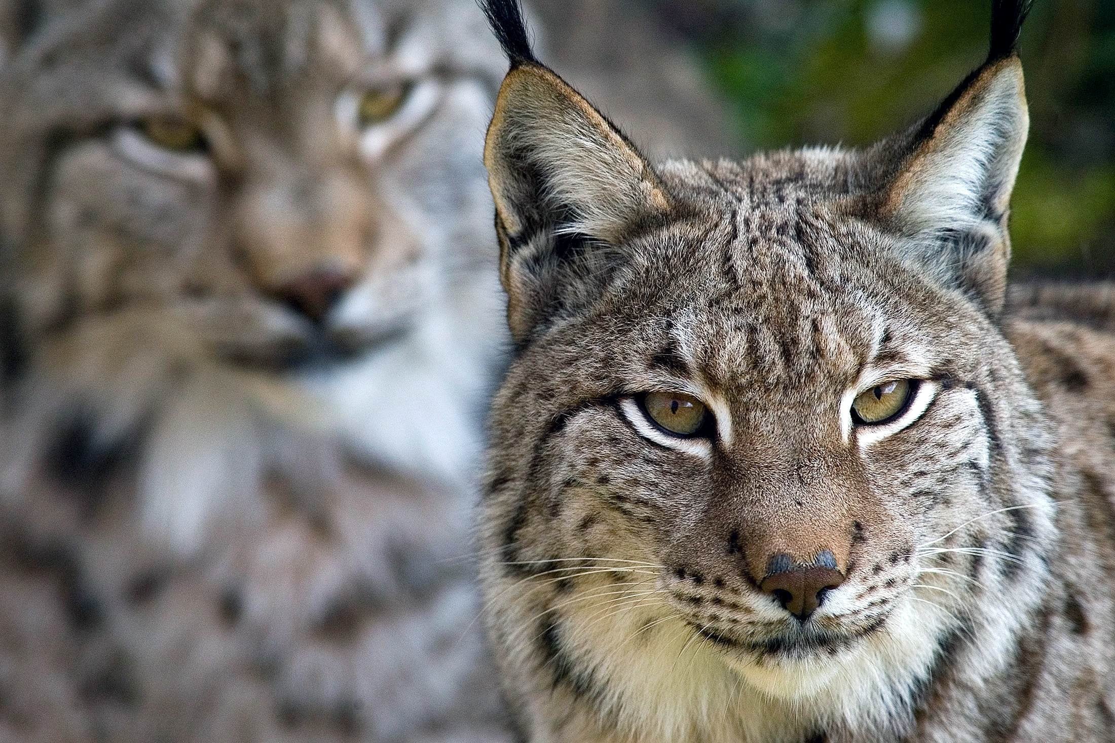 WWF slams fine for unlicensed hunter who killed a protected female lynx and orphaned her four cubs in central Spain