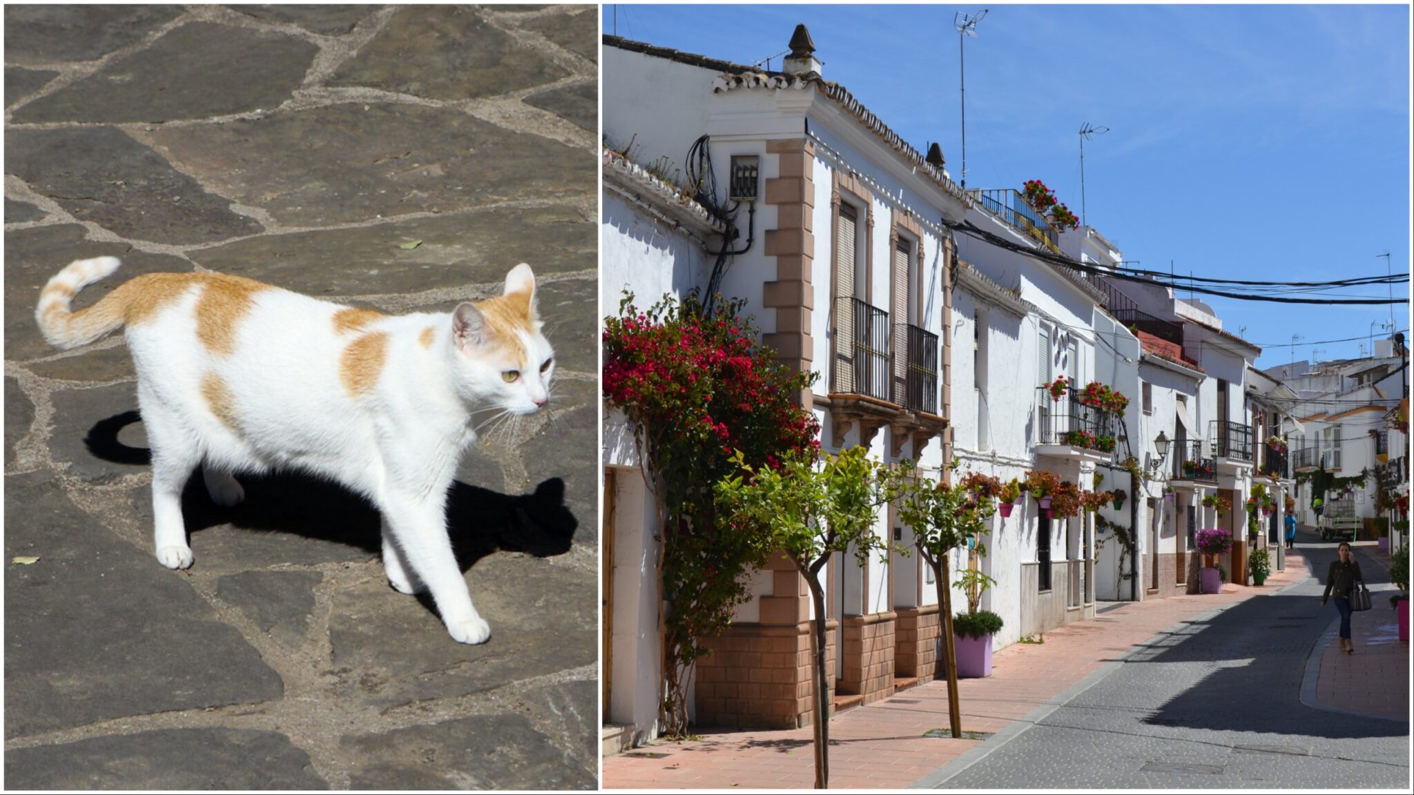 Estepona residents outrages over mayor's animal welfare deal