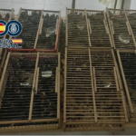 400 goldfinches stuffed into cages are rescued by police from van in Spain- en route to France