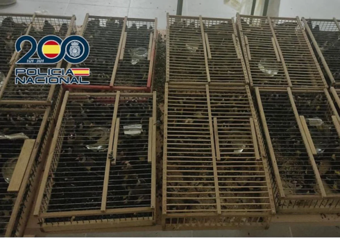 400 goldfinches stuffed into cages are rescued by police from van in Spain- en route to France