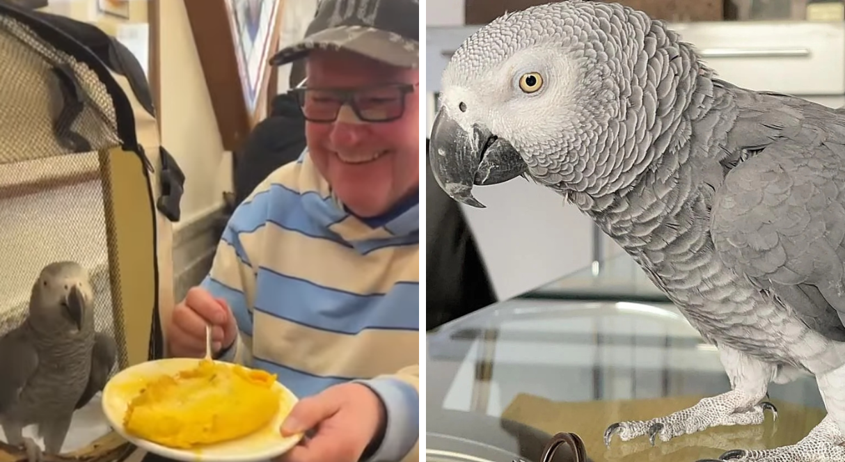 Missing pet parrot who lives with owner in the Basque Country is found safe and sound ‘on holiday’ in La Rioja