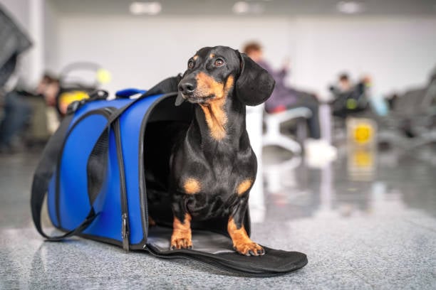 The EU’s pet passport comes into effect this month – all you need to know about the new rules for flying to and from Spain with your animal