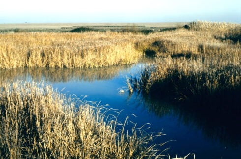 donana 1986 09