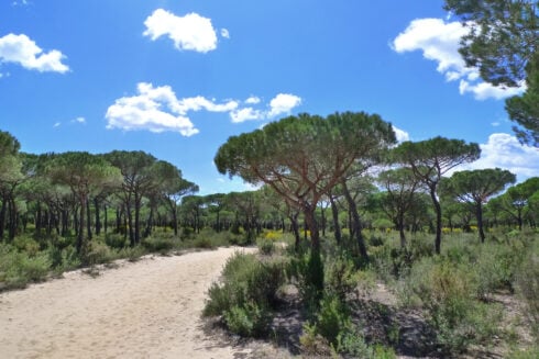 pinus pinea donana 1 1