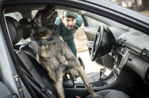 Police dog in Spain sniffs out €195k of cash illegally stashed in car