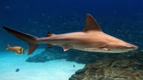 A male sandbar shark, like the one named after Ferran Torres by Valencia's Oceanografic aquarium