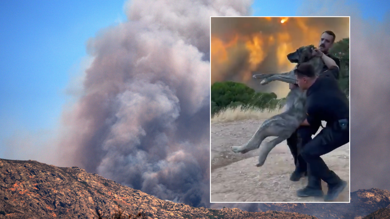 ‘Thank you, heroes’: Guardia Civil officers hailed after risking their lives to save pet dog from Madrid wildfire