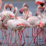 Flamingos at the Fuente de Piedra nature reservec