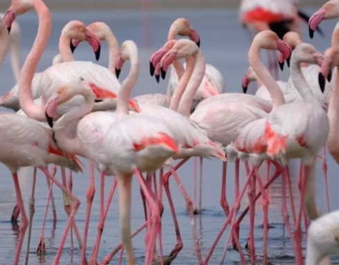 Flamingos at the Fuente de Piedra nature reservec