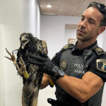 Endangered Egyptian vulture rescued from storm after taking shelter on Costa Blanca terrace