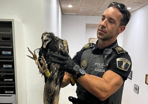 Endangered Egyptian vulture rescued from storm after taking shelter on Costa Blanca terrace