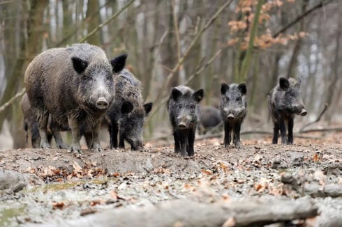 A pack of Iberian wild boar