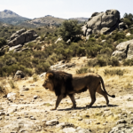 lion in spanish wildneress