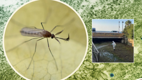A mosquito carrying West Nile Virus