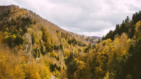 An autumn forest in the Selva de Irati