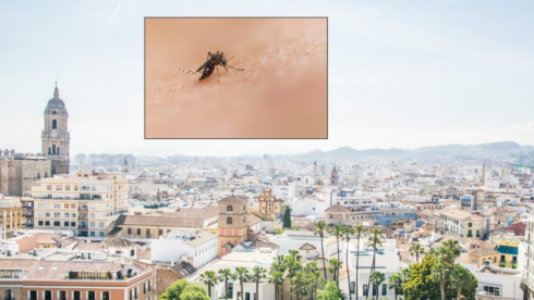 Malaga West Nile virus