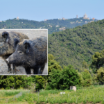 Collserola natural park in Barcelona and wild boars with African swine fever