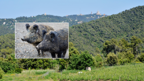 Collserola natural park in Barcelona and wild boars with African swine fever
