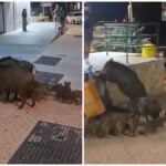 Boars wander into Mijas