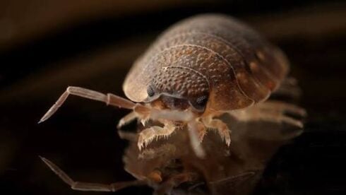 A bedbug close up