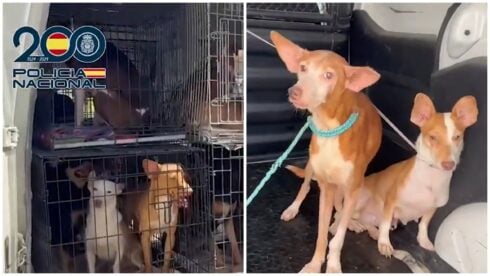 61 cats and dogs rescued Velez-Malaga